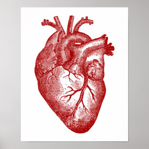 Vintage Herz-Anatomie Poster
