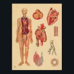 Vintage Herz-Arterien menschliche Anatomie Medizin Poster<br><div class="desc">Anatomisches Poster mit dem Kreislaufsystem des menschlichen Körpers. Kreuzung der Herzpartien,  Arterien und Venen. Arterien und Venen des Herzens und der Nieren.</div>