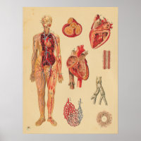 Vintage Herz-Arterien menschliche Anatomie Medizin