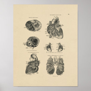 Vintage Herz-Lungen-Anatomie 1880 Druck Poster