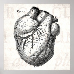 Vintage Herz-Retro-Herzanatomie der 1800er Jahre Poster