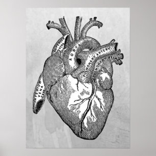 Vintage Herzanatomie Poster