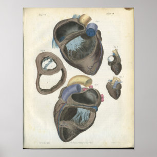 Vintage Herzanatomie Poster