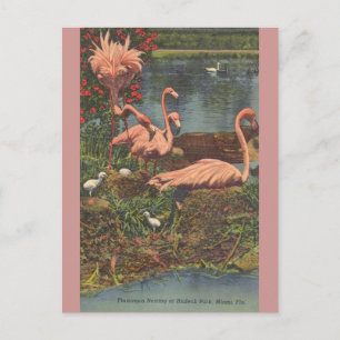 Vintage Hialeah Park Miami Flamingos Post Card Postkarte