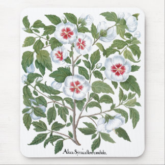 Vintage Hibiscus Flowers by Basilius Besler Mousepad