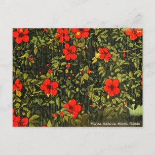 Vintage Hibiskus, Miami, Florida Reise-Postkarte Postkarte