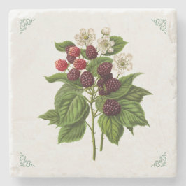 Vintage Himbeeren Fruchtillustration  Steinuntersetzer