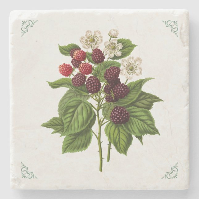 Vintage Himbeeren Fruchtillustration  Steinuntersetzer (Vorderseite)