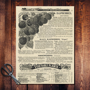 Vintage Himbeeren Katalog Illustrierte Anzeigenboo Seidenpapier