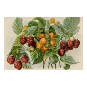Vintage Himbeeren und Gelbe Himbeeren Poster