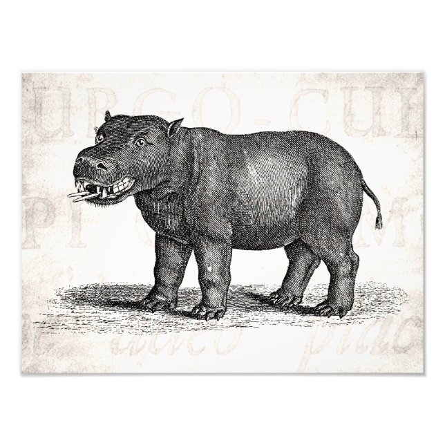 Vintage Hippopotamus-Illustration 1800 - Hippos Fotodruck (Vorne)