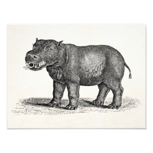 Vintage Hippopotamus-Illustration 1800 - Hippos Fotodruck