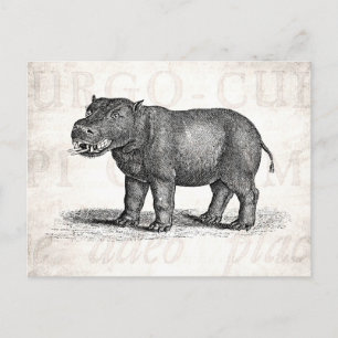Vintage-Hippopotamus-Illustration aus dem 19. Jahr Postkarte