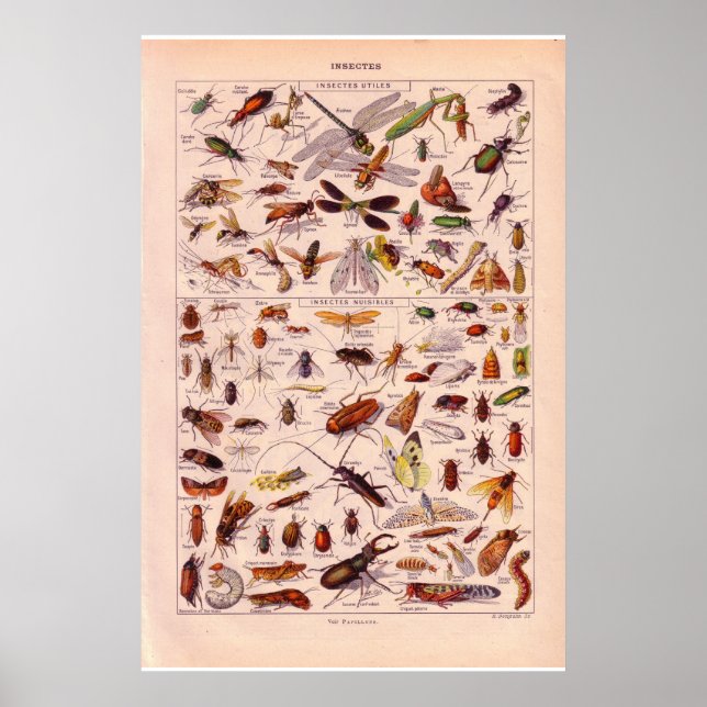 Vintage historische Insekten von 1920 Poster (Vorne)