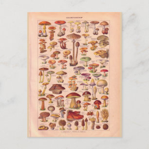 Vintage historische Pilze Postkarte