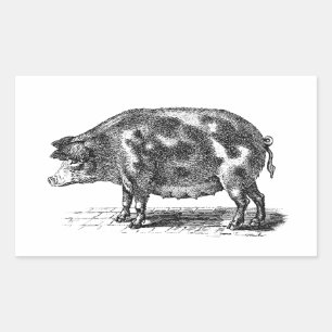 Vintage Hog Illustration - Schwein aus dem 18. Jah Rechteckiger Aufkleber