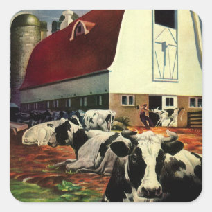 Vintage Holstein-Milchkühe auf einem Milchwirtscha Quadratischer Aufkleber