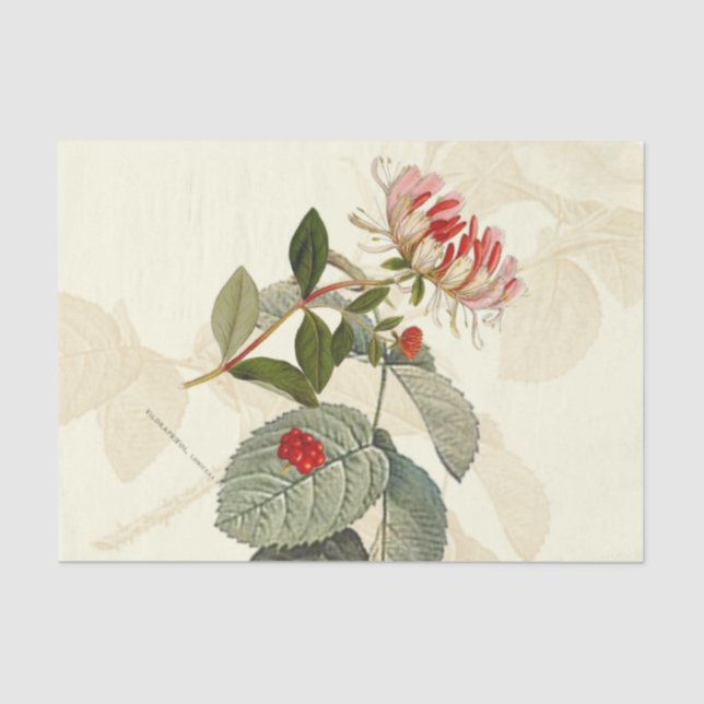 Vintage Honeysuckle Seidenpapier (Vorderseite)