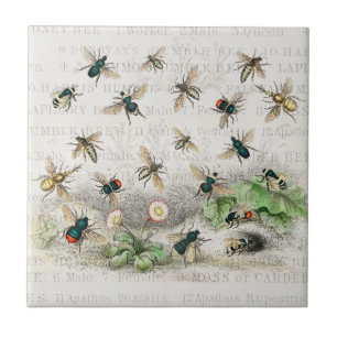 Vintage-Honigbiene- Königin-Biene-Entomologie-Bota Fliese