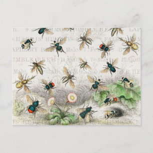 Vintage Honigbiene Königin Biene Entomologie Botan Postkarte