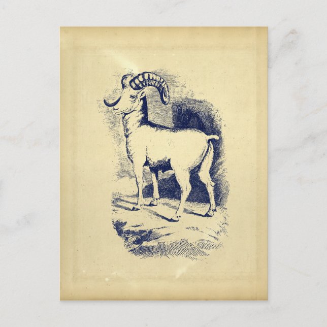 VINTAGE HORNSCHAFE POSTKARTE (Vorderseite)