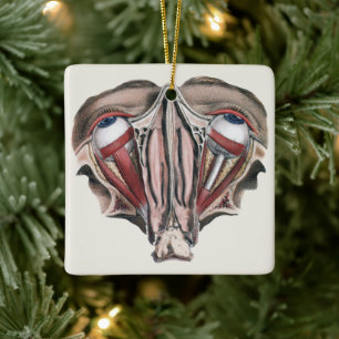 Vintage Human Anatomie Wissenschaft, Augäpfel Auge Keramikornament