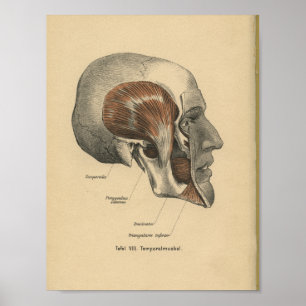 Vintage Human Anatomy Print Skull jaw Muscles Poster