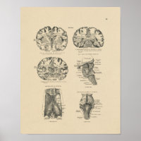 Vintage Human Brain Anatomy 1880 Print