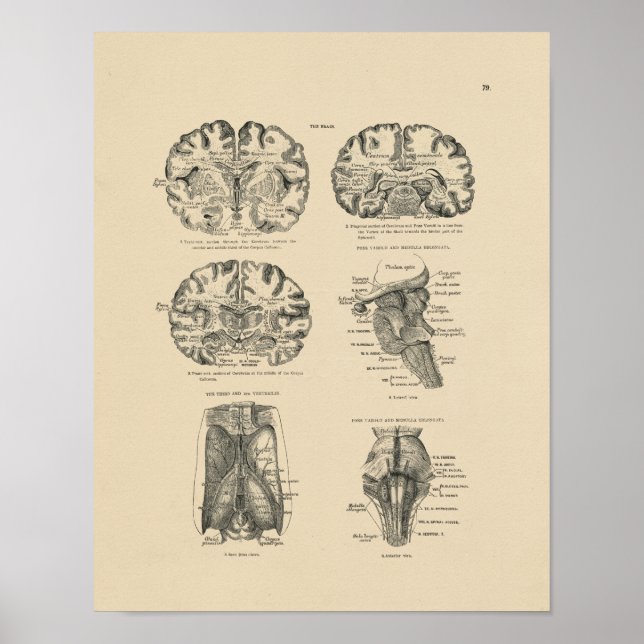 Vintage Human Brain Anatomy 1880 Print Poster (Vorne)