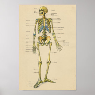 Vintage Human Skeleton Anatomy Chart Poster