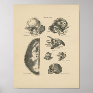 Vintage Human Skull Bones 1880 Print Poster