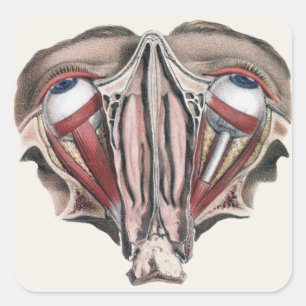 Vintage Humananatomie Wissenschaft, Augäpfel Augen Quadratischer Aufkleber