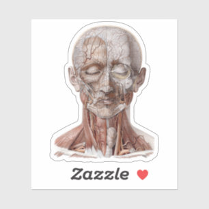 Vintage Humananatomie Wissenschaft, Kopf Kehle Nas Aufkleber