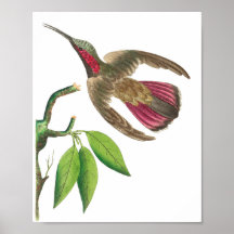 Vintage Hummingbird-Illustration