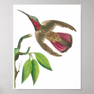 Vintage Hummingbird-Illustration Poster