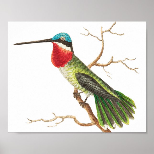 Vintage Hummingbird-Illustration Poster (Vorne)