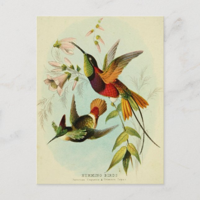 Vintage Hummingbird-Illustration Postkarte (Vorderseite)