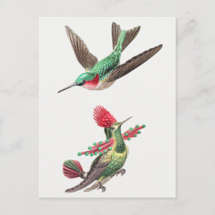 Vintage Hummingbird-Illustration Postkarte
