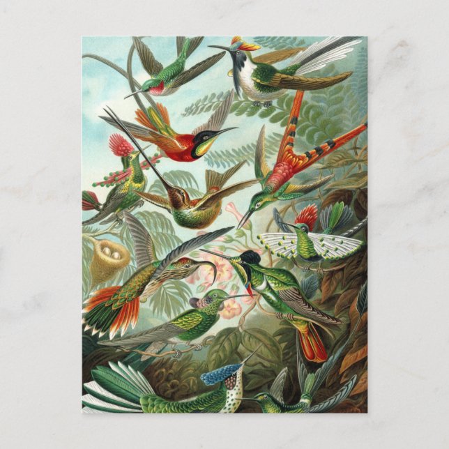 Vintage Hummingbird-Illustration Postkarte (Vorderseite)