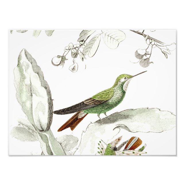 Vintage Hummingbird-Illustration - Vögel aus dem 1 Fotodruck (Vorne)