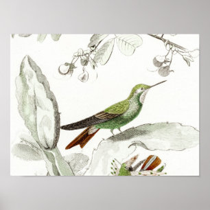 Vintage Hummingbird-Illustration - Vögel aus dem 1 Poster