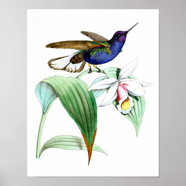 Vintage Hummingbird Print No.1 Spring Wall Decke Poster (Vorne)