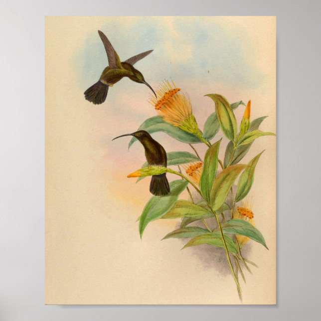 Vintage Hummingbird Print Orange Blume Poster (Vorne)