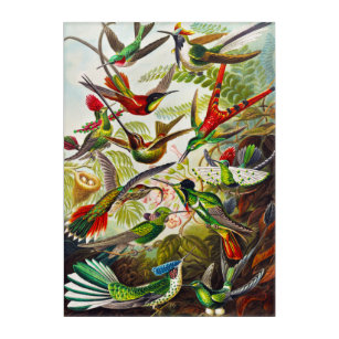 Vintage Hummingbirds von Ernst Haeckel Acryl Wandkunst