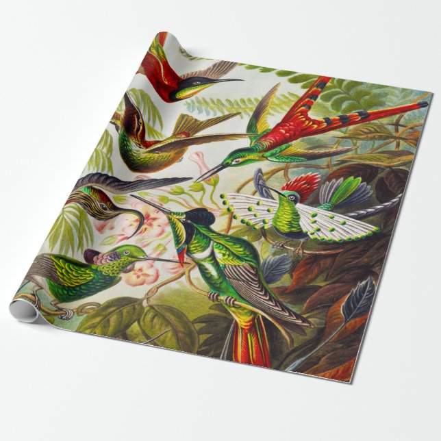 Vintage Hummingbirds von Ernst Haeckel Geschenkpapier (Ungerollt)