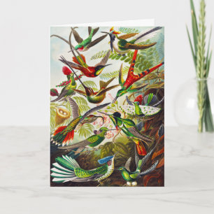 Vintage Hummingbirds von Ernst Haeckel Karte