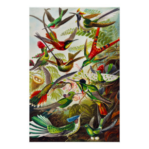 Vintage Hummingbirds von Ernst Haeckel Poster