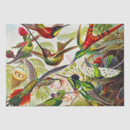 Vintage Hummingbirds von Ernst Haeckel Seidenpapier
