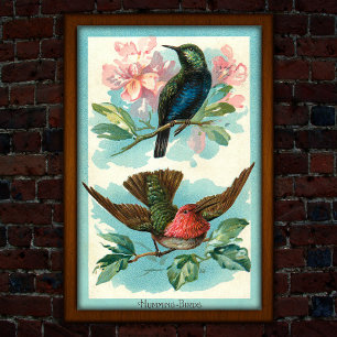 Vintage Hummingvögel 1917 Tropische Kunst Poster