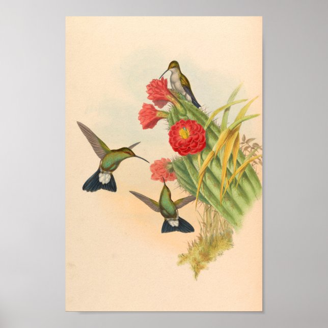 Vintage Hummingvögel Art Bird Print Blume Kaktus Poster (Vorne)